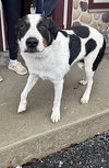 Corey- ADOPTION IN PROCESS - Photo 3