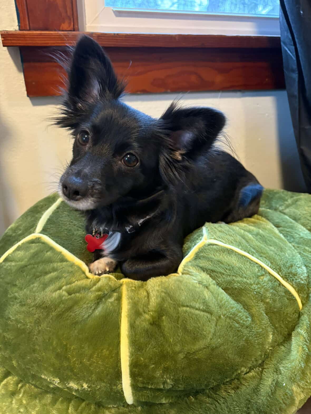 Lucy - ADOPTION IN PROCESS Image