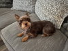 Zoomie - ADOPTION IN PROCESS - Photo 1
