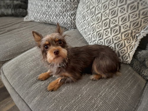 ZOOMIE - ADOPTION IN PROCESS