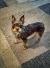 Zoomie - ADOPTION IN PROCESS - Photo 2