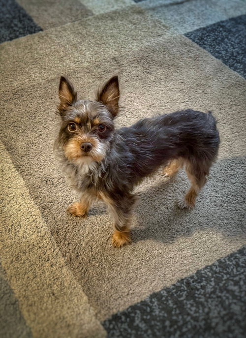 ZOOMIE - ADOPTION IN PROCESS - Yorkshire Terrier Yorkie / Schnauzer available for adoption