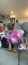 Zoomie - ADOPTION IN PROCESS - Photo 3