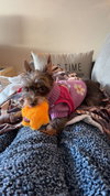 Zoomie - ADOPTION IN PROCESS - Photo 4