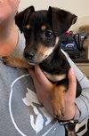 Bug- ADOPTION IN PROCESS - Photo 1