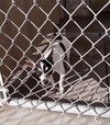 Jessie - ADOPTION IN PROCESS - Photo 2