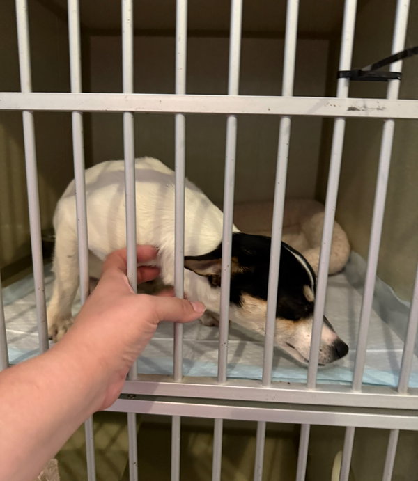 Jessie - ADOPTION IN PROCESS
