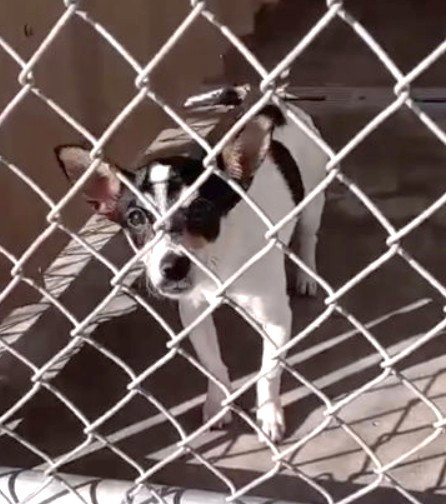 Jessie - ADOPTION IN PROCESS Image