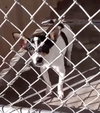 Jessie - ADOPTION IN PROCESS - Photo 1