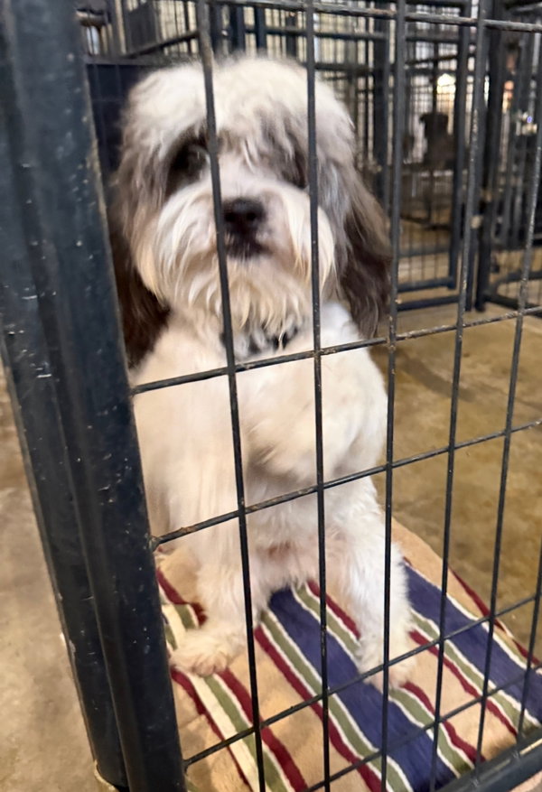 Scuttle - ADOPTION IN PROCESS