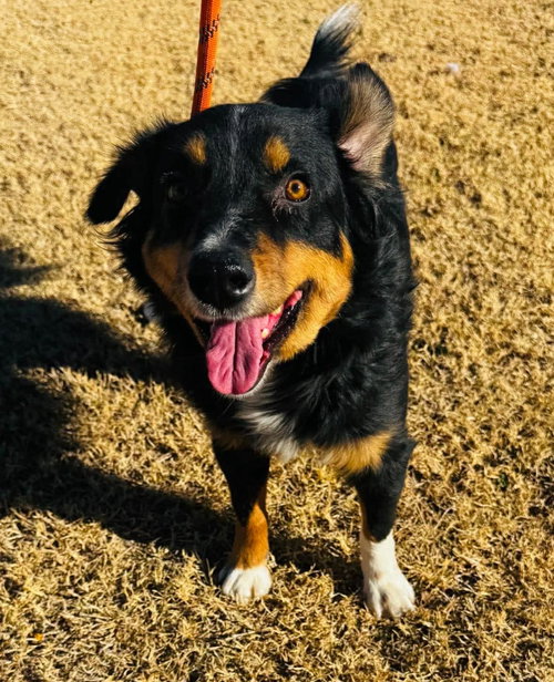 HILARY DUFF- ADOPTION IN PROCESS - Australian Shepherd available for adoption