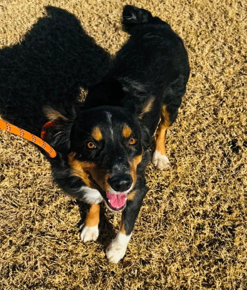 HILARY DUFF- ADOPTION IN PROCESS - Australian Shepherd available for adoption