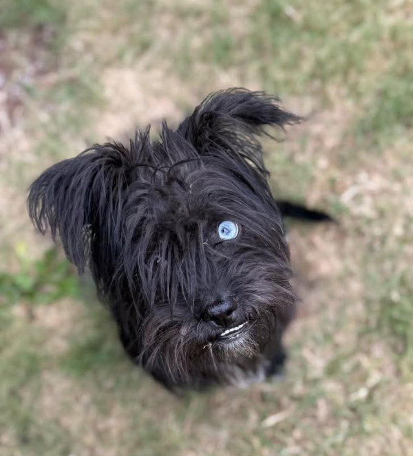 Truffle- ADOPTION IN PROCESS