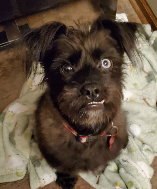 TRUFFLE- ADOPTION IN PROCESS - Shih Tzu / Schnauzer available for adoption