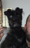 Truffle- ADOPTION IN PROCESS - Photo 3