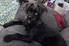 Truffle- ADOPTION IN PROCESS - Photo 2