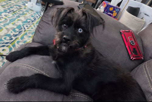 TRUFFLE- ADOPTION IN PROCESS - Shih Tzu / Schnauzer available for adoption