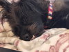Truffle- ADOPTION IN PROCESS - Photo 4