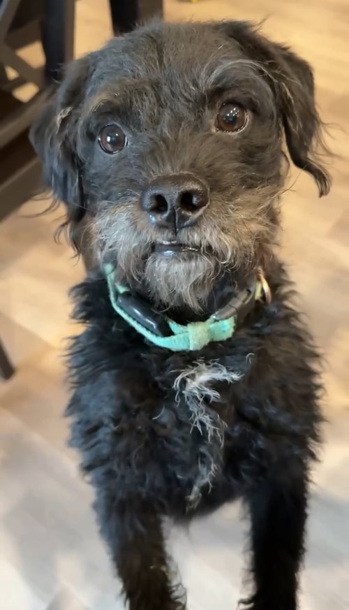 TEXAS RANGER- ADOPTION IN PROCESS - Terrier available for adoption