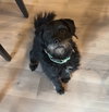Texas Ranger- ADOPTION IN PROCESS - Photo 3