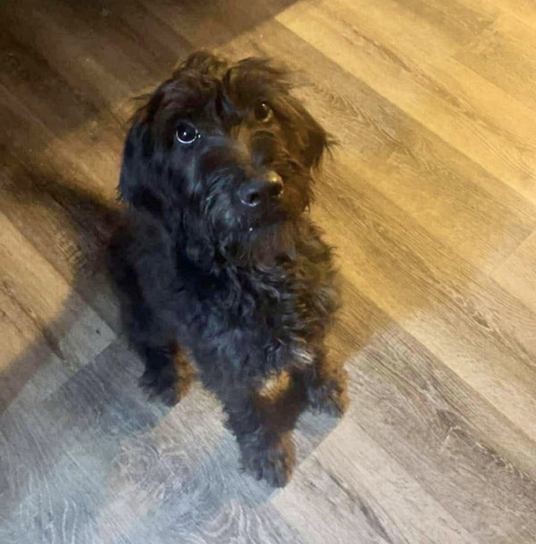 Anakin - ADOPTION IN PROCESS