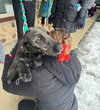 Anakin - ADOPTION IN PROCESS - Photo 4