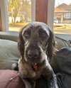 Anakin - ADOPTION IN PROCESS - Photo 1