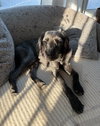 Anakin - ADOPTION IN PROCESS - Photo 2