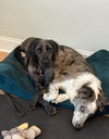 Anakin - ADOPTION IN PROCESS - Photo 3