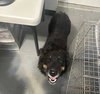 Brownie - ADOPTION IN PROCESS - Photo 5