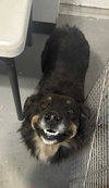 Brownie - ADOPTION IN PROCESS - Photo 2