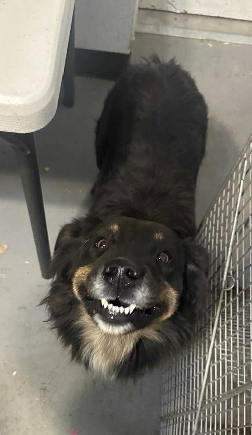 BROWNIE - ADOPTION IN PROCESS - Australian Shepherd available for adoption