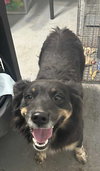 Brownie - ADOPTION IN PROCESS - Photo 4