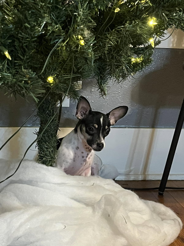 Delilah