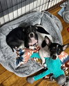 Delilah - ADOPTION IN PROCESS - Photo 4