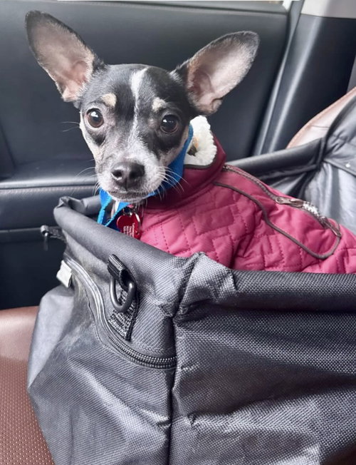 DELILAH - ADOPTION IN PROCESS - Chihuahua available for adoption
