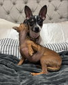 Delilah - ADOPTION IN PROCESS - Photo 2
