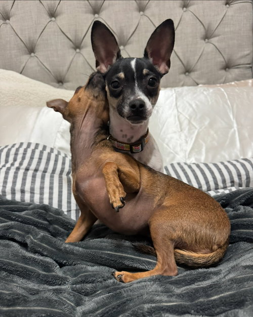 DELILAH - ADOPTION IN PROCESS - Chihuahua available for adoption