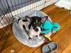 Delilah - ADOPTION IN PROCESS - Photo 3