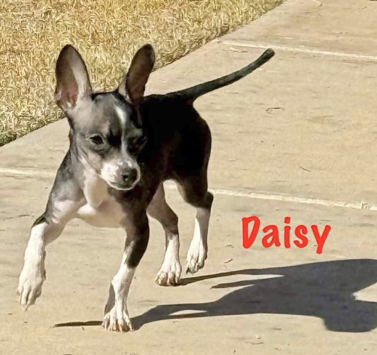 Daisy - ADOPTION IN PROCESS Image