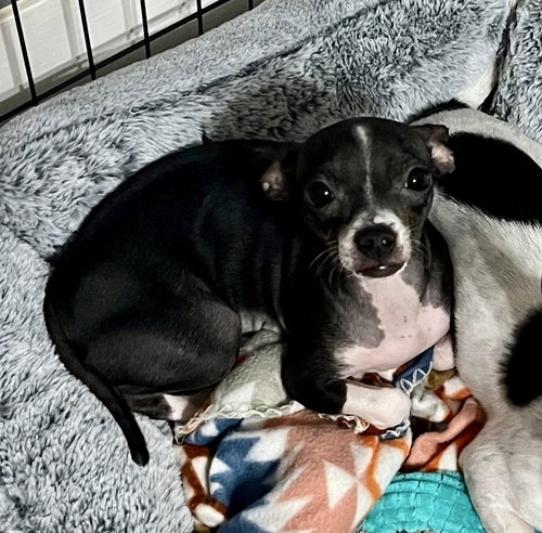 DAISY - ADOPTION IN PROCESS - Chihuahua available for adoption