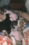 Daisy - ADOPTION IN PROCESS - Photo 3