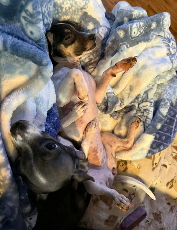 Daisy - ADOPTION IN PROCESS