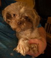 Bear - ADOPTION IN PROCESS - Photo 1