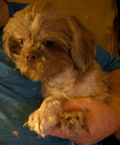 BEAR - ADOPTION IN PROCESS - Shih Tzu available for adoption