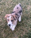 Finn- ADOPTION IN PROCESS - Photo 1