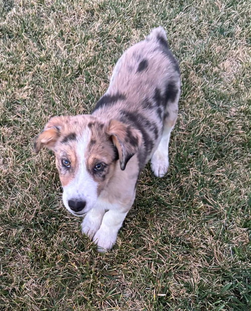 FINN- ADOPTION IN PROCESS - Australian Shepherd available for adoption