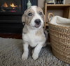 Finn- ADOPTION IN PROCESS - Photo 2