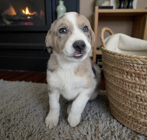 FINN- ADOPTION IN PROCESS - Australian Shepherd available for adoption