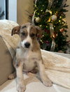 Finn- ADOPTION IN PROCESS - Photo 3